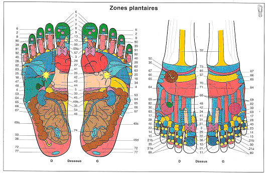 Planche de zones plantaires de réflexologie de Mme Mireille Meunier
