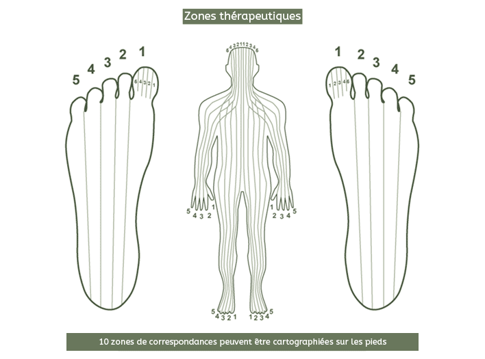 Zones de correspondances thérapeutiques en réflexologie des pieds